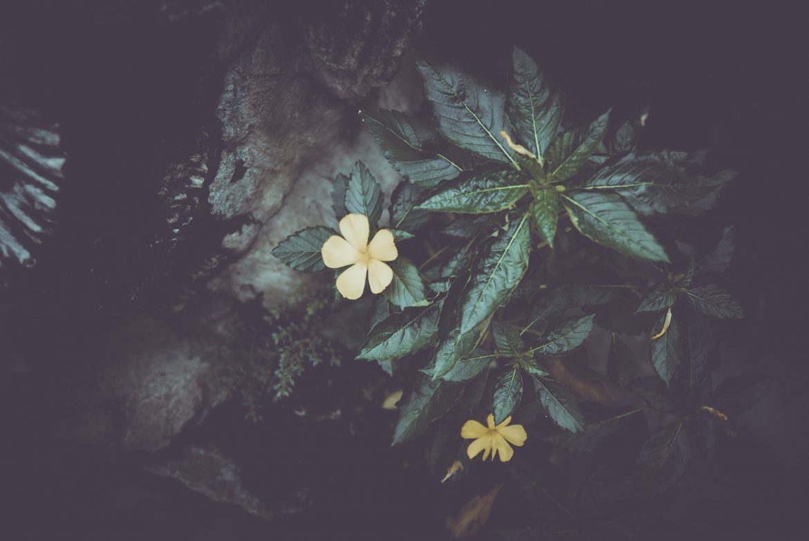 Happiness antidepressiva