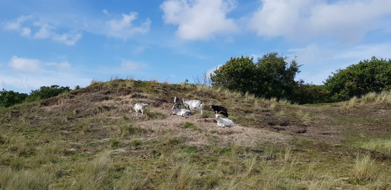 Terschelling Geitjes 