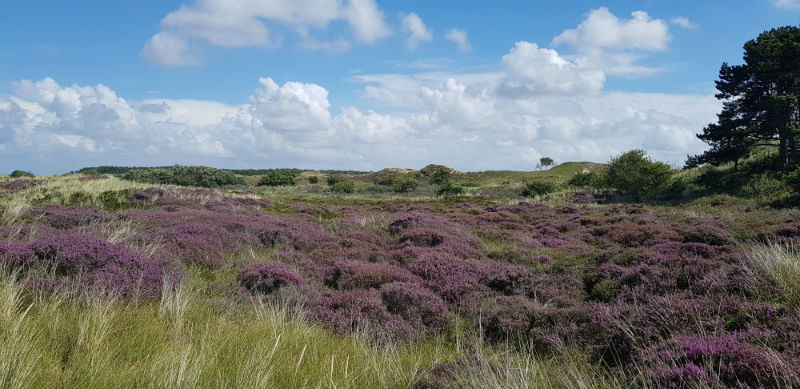 Terschelling Heide 