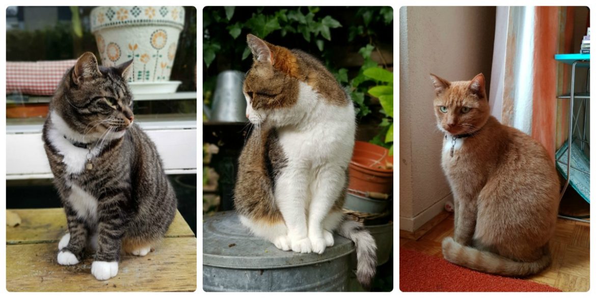 Katten van World of Bliss