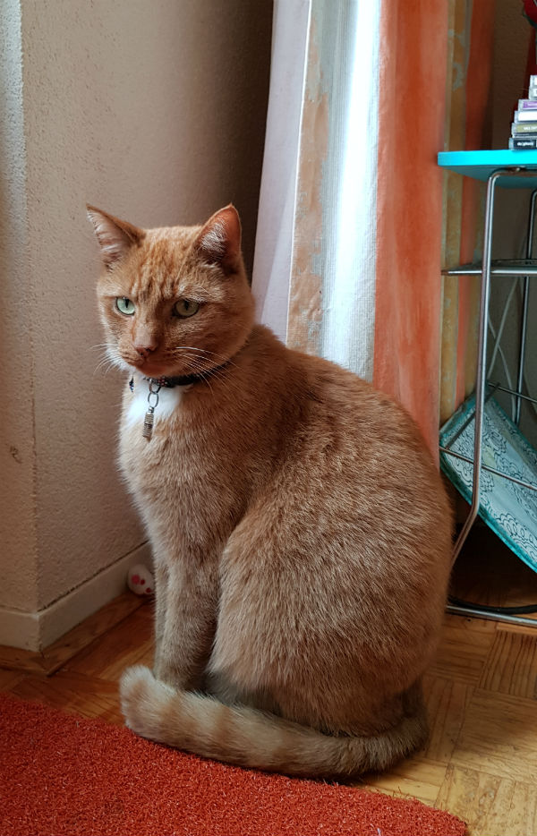 Katten Billy 