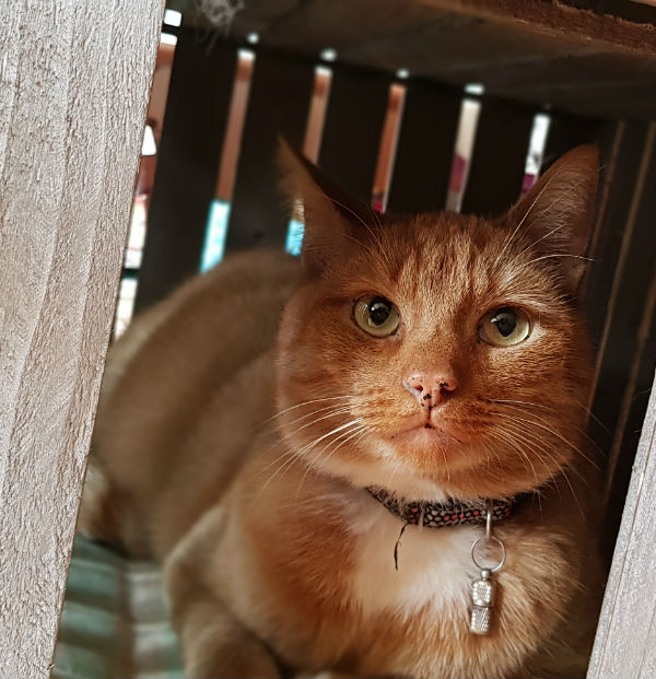 Katten Portret Billy