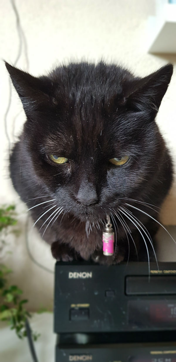 Katten Flo 
