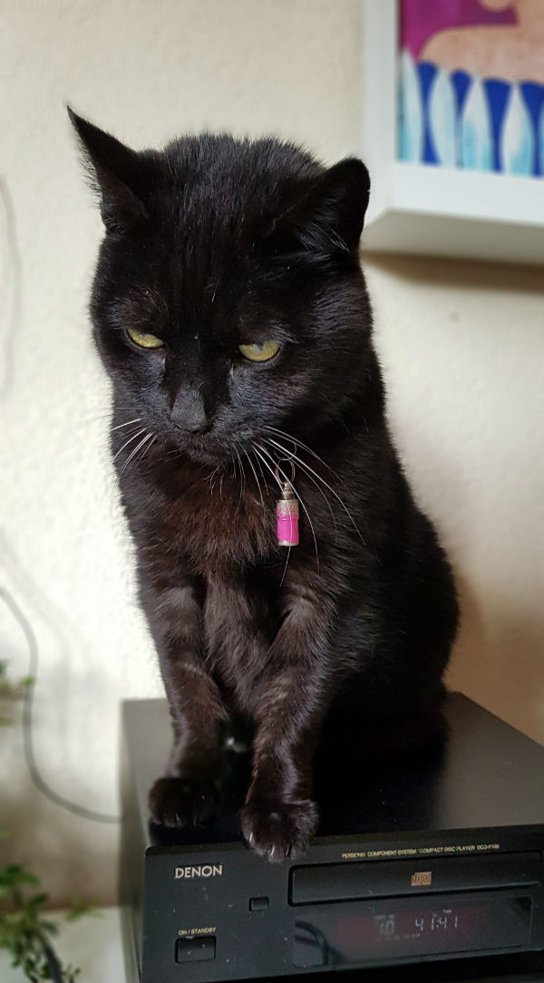 Katten Flo