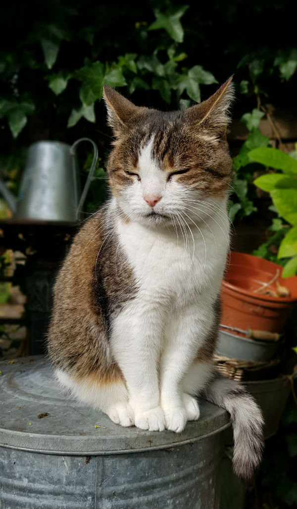 Katten Mientje
