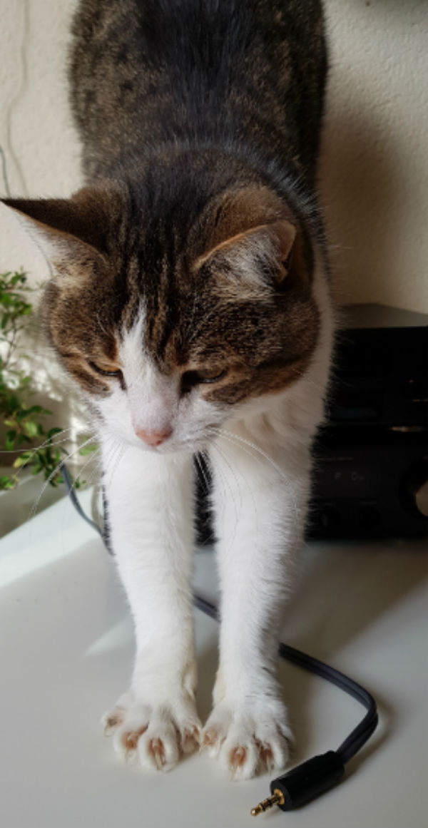 Katten Mientje