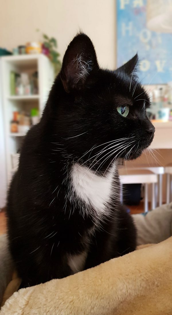 Katten Poekie