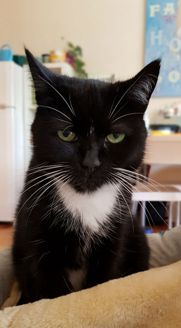 Katten Poekie