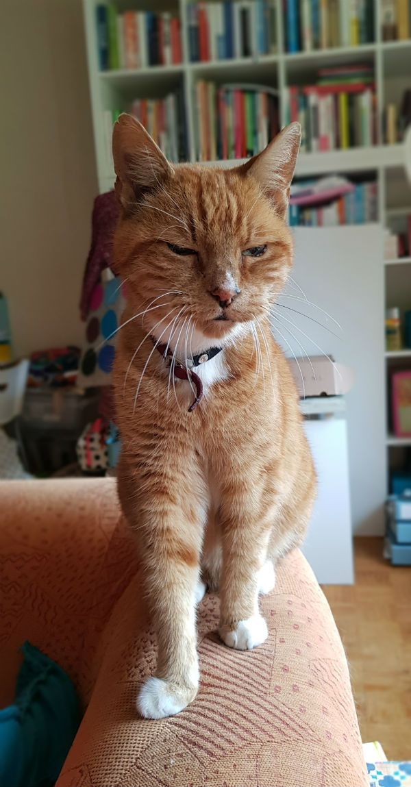 Kater Toon 