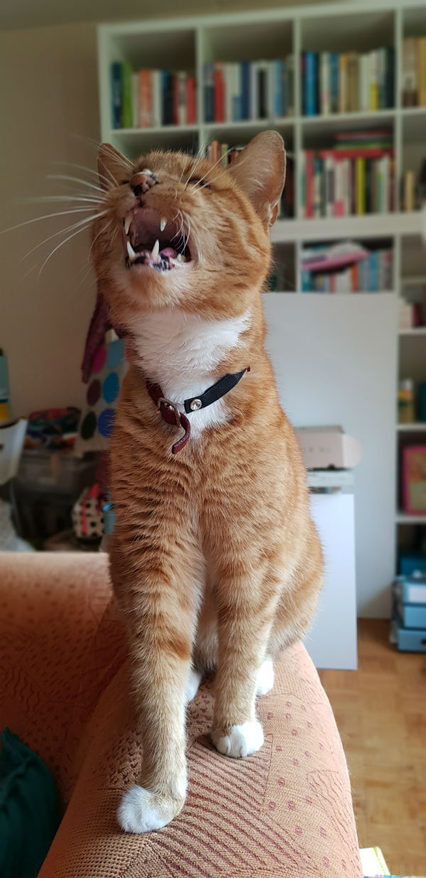 Toon de rode kater 