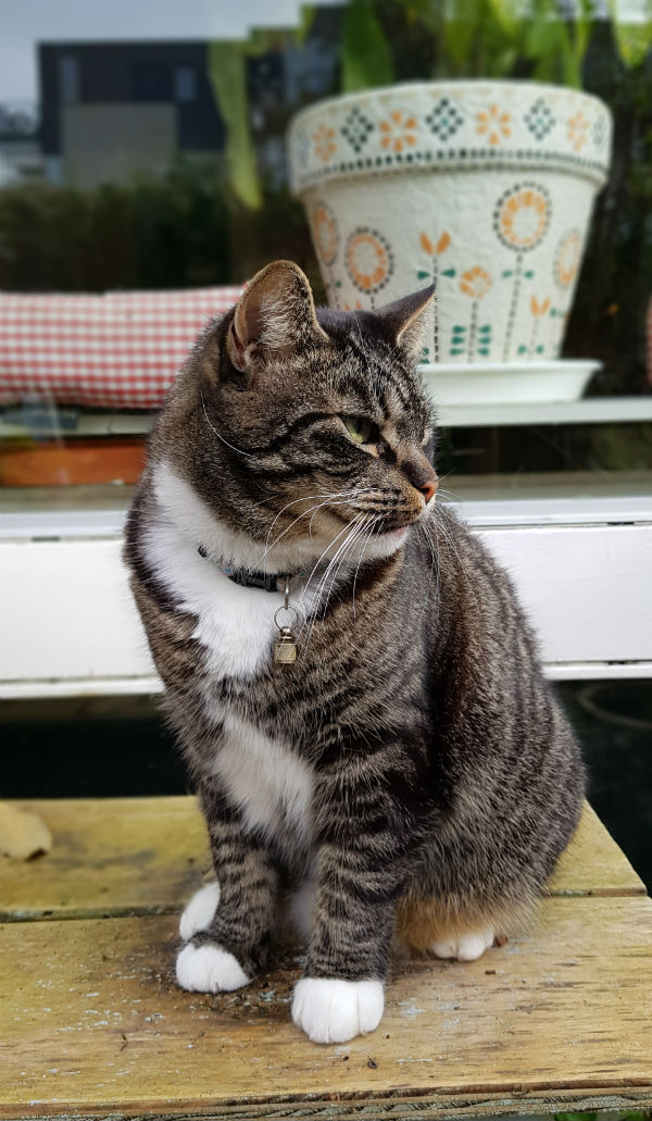 Katten Tygo