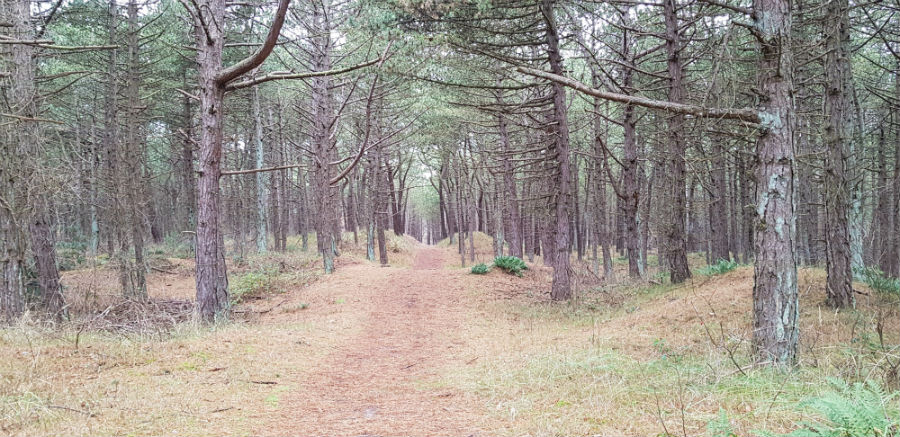 Terschelling Bos