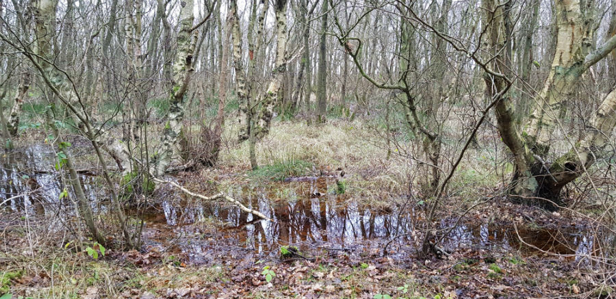 Terschelling Poel in het bos