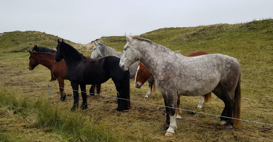 Terschelling paarden