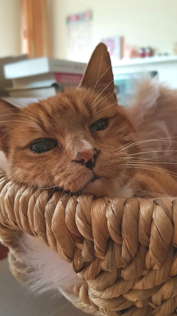 Mijn lieve Toon