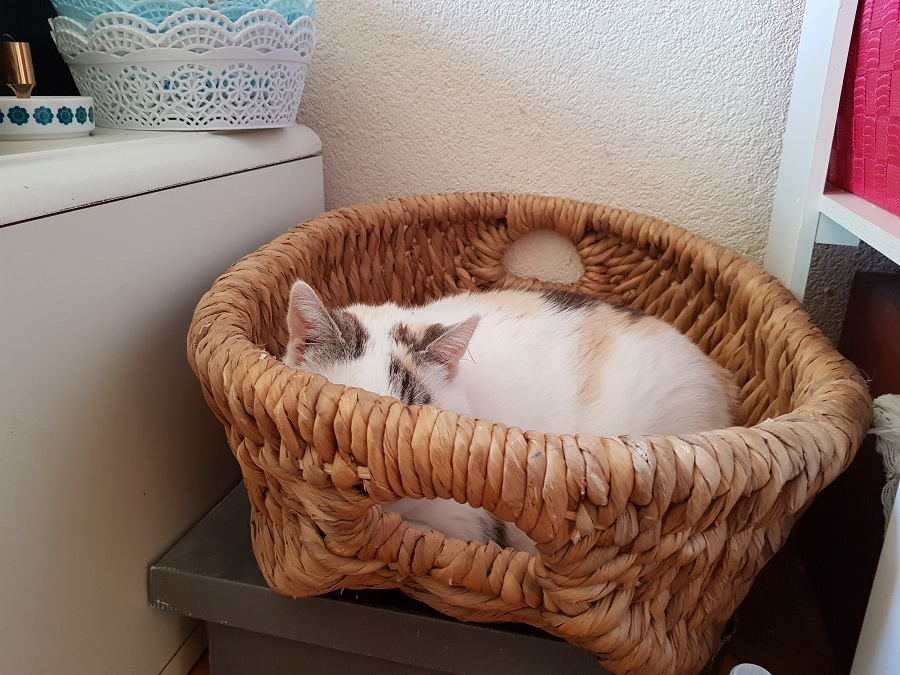 Lietje in de mand World of Bliss