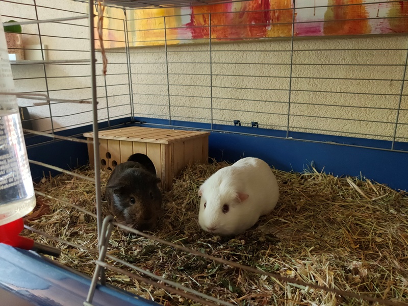 Dagboek World of Bliss Cavia's
