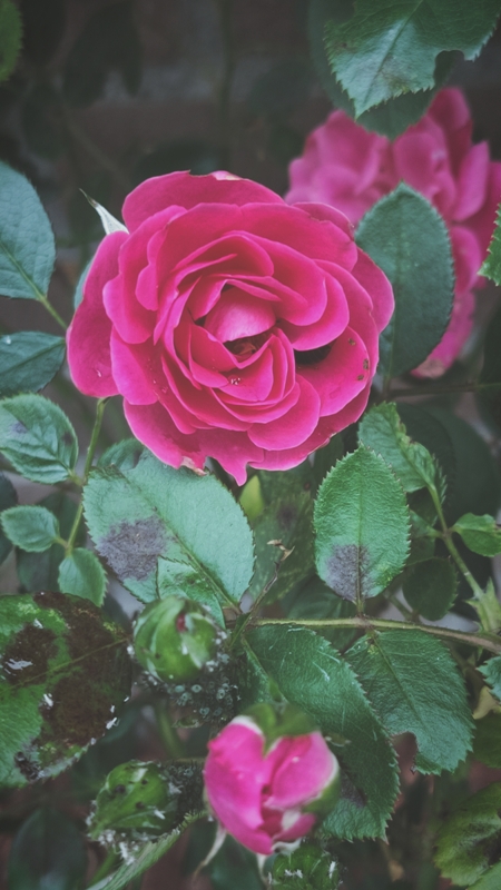 Flower Rose Garden