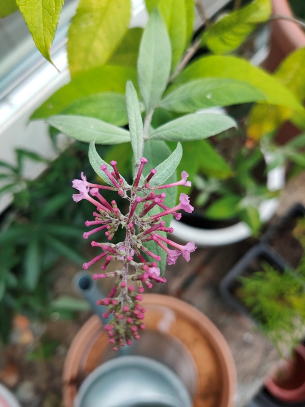 Flower World of Bliss