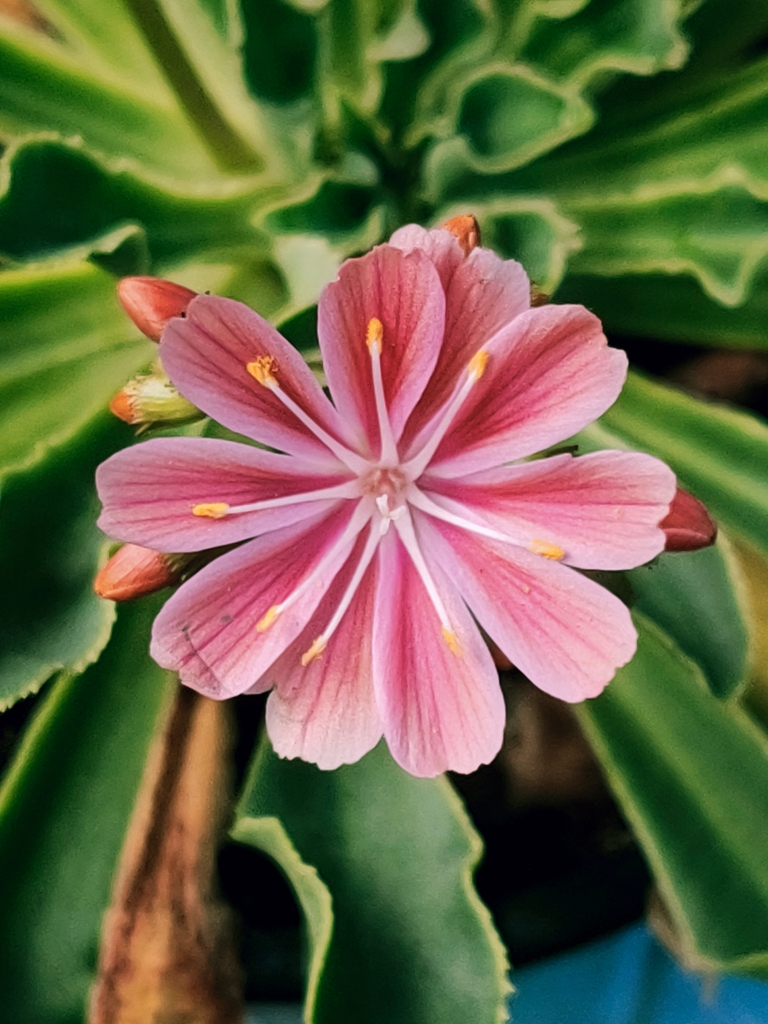 Cactus Flower