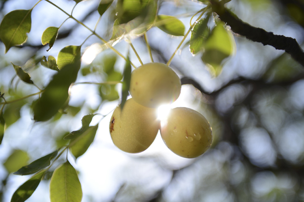 Africa Organics Marula Treatment Oil 