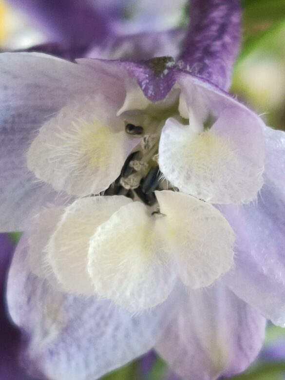 flowerphotography